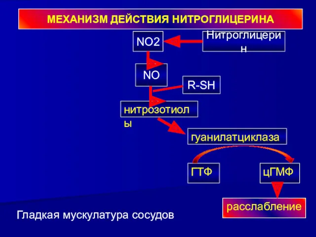 расслабление цГМФ ГТФ гуанилатциклаза нитрозотиолы Гладкая мускулатура сосудов NO R-SH NO2 Нитроглицерин МЕХАНИЗМ ДЕЙСТВИЯ НИТРОГЛИЦЕРИНА