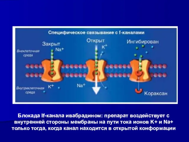 Блокада If-канала ивабрадином: препарат воздействует с внутренней стороны мембраны на
