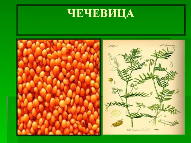 ЧЕЧЕВИЦА