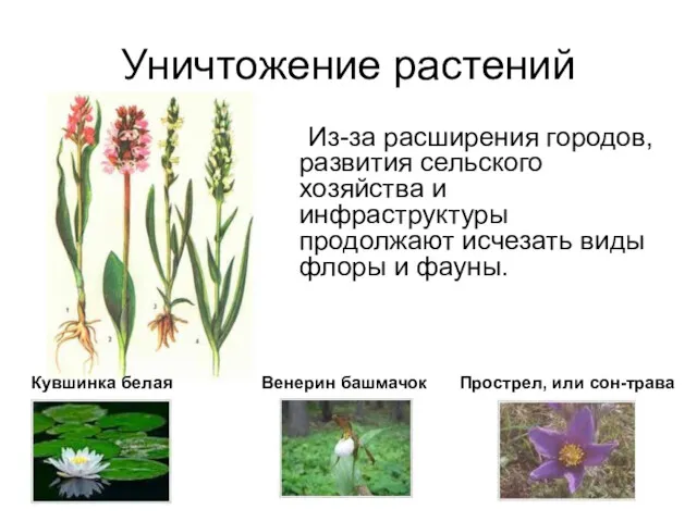 Уничтожение растений Из-за расширения городов, развития сельского хозяйства и инфраструктуры