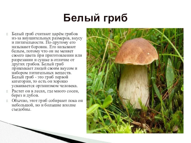 Белый гриб считают царём грибов из-за внушительных размеров, вкусу и питательности. По-другому его