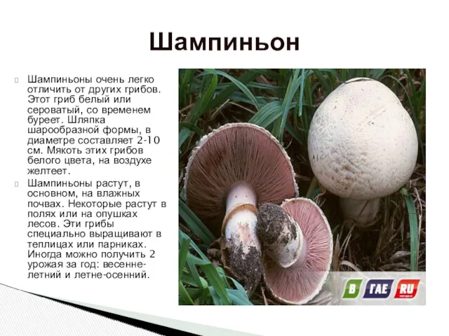 Шампиньоны очень легко отличить от других грибов. Этот гриб белый или сероватый, со