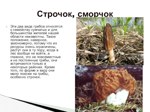 Эти два вида грибов относятся к семейству сумчатых и для большинства жителей нашей