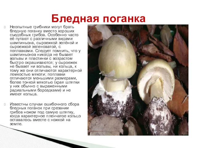 Неопытные грибники могут брать бледную поганку вместо хороших съедобных грибов. Особенно часто её