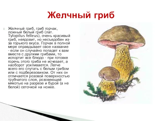 Желчный гриб, гриб горчак, ложный белый гриб (лат. Tylopilus felleus), очень красивый гриб,