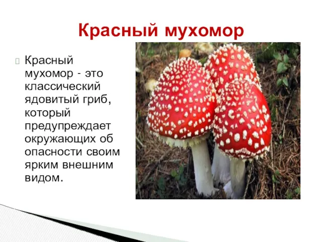 Красный мухомор - это классический ядовитый гриб, который предупреждает окружающих об опасности своим