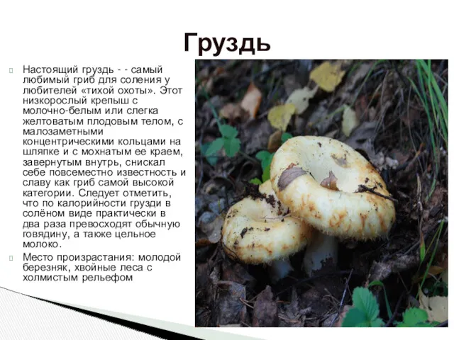Настоящий груздь - - самый любимый гриб для соления у любителей «тихой охоты».