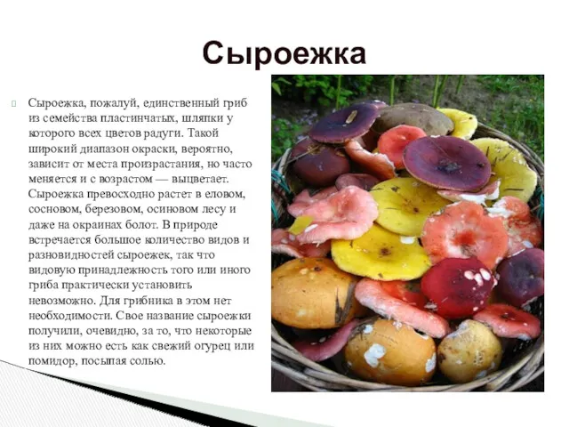 Сыроежка, пожалуй, единственный гриб из семейства пластинчатых, шляпки у которого всех цветов радуги.