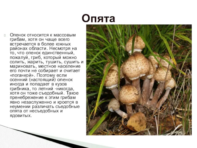 Опенок относится к массовым грибам, хотя он чаще всего встречается в более южных