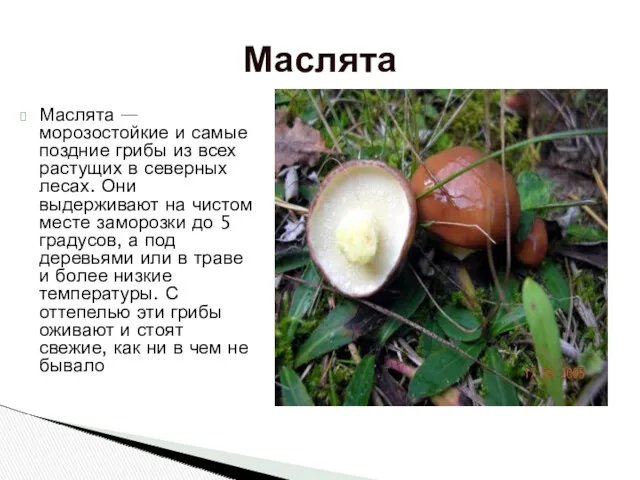 Маслята — морозостойкие и самые поздние грибы из всех растущих в северных лесах.