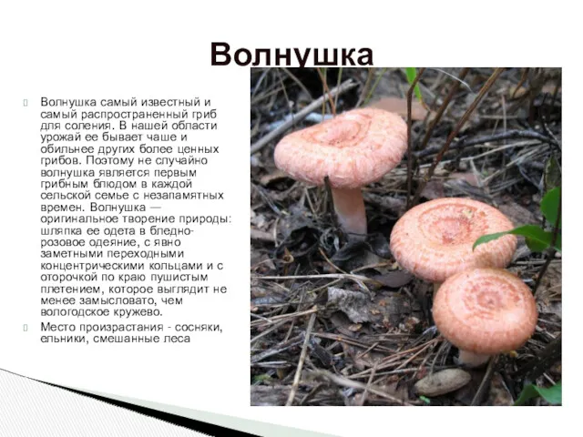 Волнушка самый известный и самый распространенный гриб для соления. В нашей области урожай