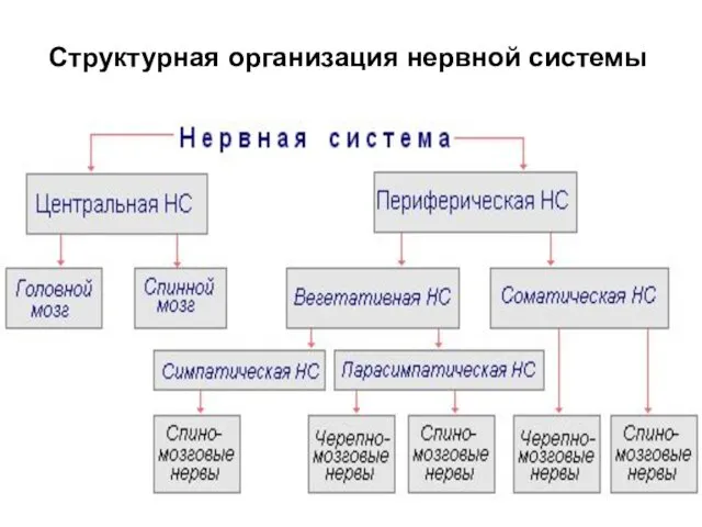 Структурная организация нервной системы