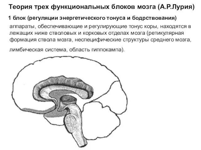 Теория трех функциональных блоков мозга (А.Р.Лурия) 1 блок (регуляции энергетического