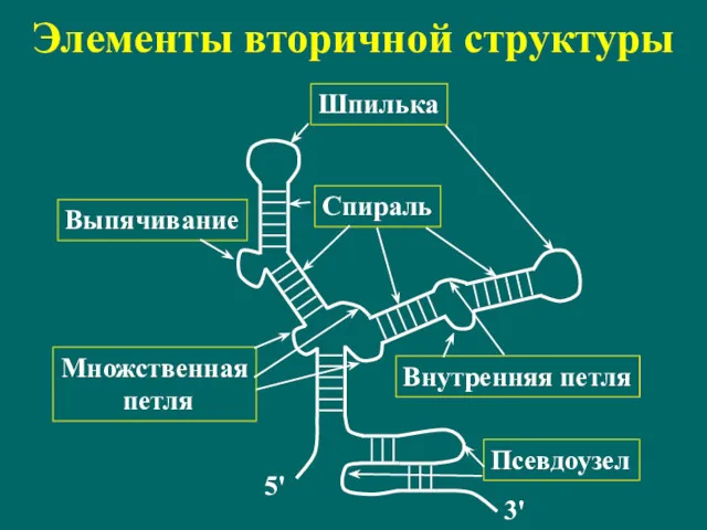 Элементы вторичной структуры Шпилька Спираль Внутренняя петля Множственная петля Выпячивание Псевдоузел 5' 3'