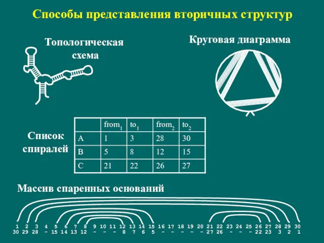 Способы представления вторичных структур Топологическая схема Круговая диаграмма Массив спаренных оснований Список спиралей