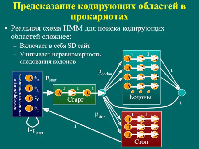 Предсказание кодирующих областей в прокариотах Реальная схема HMM для поиска