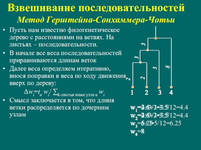 Взвешивание последовательностей Метод Герштейна-Сонхаммера-Чотьи Пусть нам известно филогенетическое дерево с
