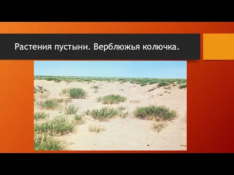 Растения пустыни. Верблюжья колючка.