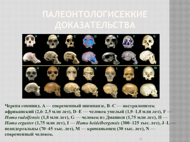 ПАЛЕОНТОЛОГИСЕККИЕ ДОКАЗАТЕЛЬСТВА Черепа гоминид. A — современный шимпанзе, B–C —