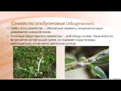 Семейство альбугиновые (Albuginaceae). Грибы этого семейства — облигатные паразиты, мицелий