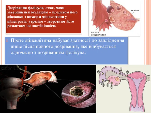 Проте яйцеклітина набуває здатності до запліднення лише після повного дозрівання,