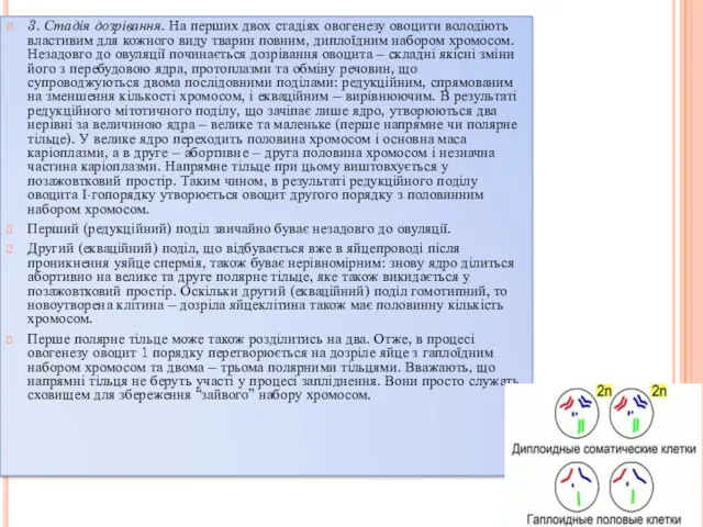 3. Стадія дозрівання. На перших двох стадіях овогенезу овоцити володіють