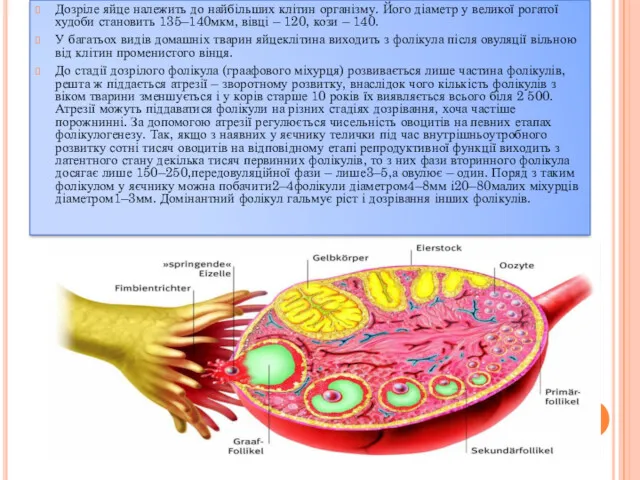 Дозріле яйце належить до найбільших клітин організму. Його діаметр у великої рогатої худоби