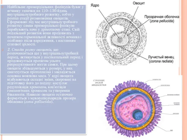 Найбільше примордіальних фолікулів буває у яєчнику телички на 110–130-йдень внутрішньоутробного