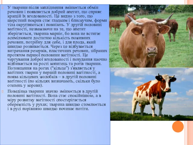 У тварини після запліднення змінюється обмін речовин і появляється добрий апетит, що сприяє