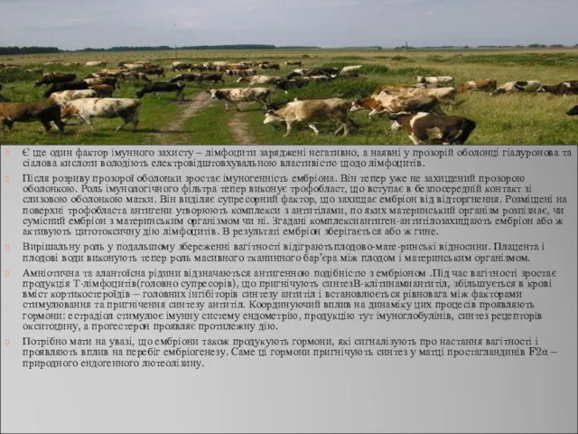 Є ще один фактор імунного захисту – лімфоцити заряджені негативно, а наявні у