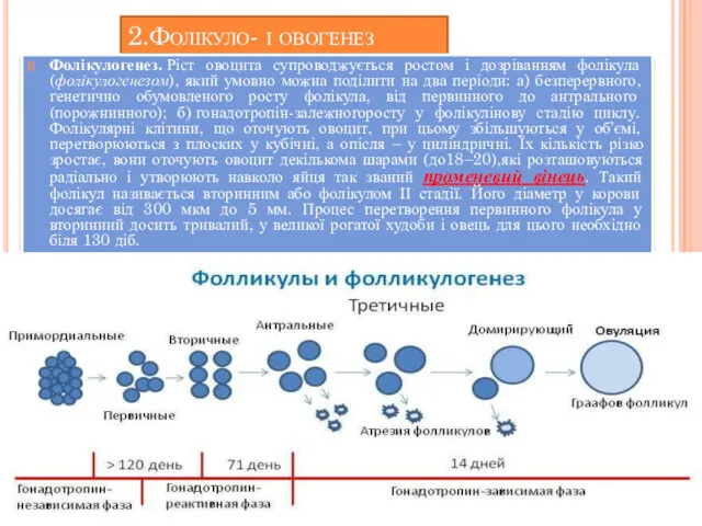 2.Фолікуло- і овогенез Фолікулогенез. Ріст овоцита супроводжується ростом і дозріванням