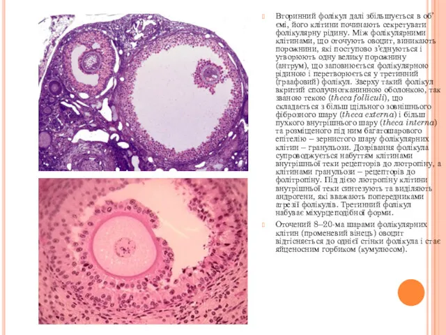 Вторинний фолікул далі збільшується в об’ємі, його клітини починають секретувати фолікулярну рідину. Між