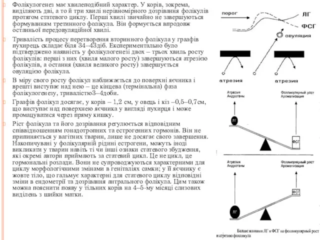 Фолікулогенез має хвилеподібний характер. У корів, зокрема, виділяють дві, а