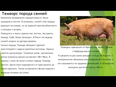 Беконного направления продуктивности. Была выведена в Англии. В основном, свиней этой породы разводят