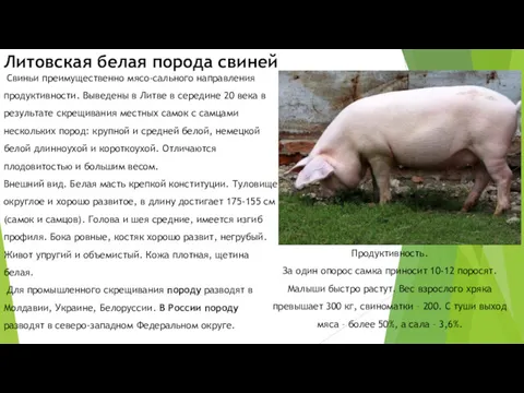 Литовская белая порода свиней Свиньи преимущественно мясо-сального направления продуктивности. Выведены в Литве в