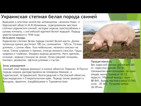 Украинская степная белая порода свиней Зоны разведения Свиньей этой породы разводят в южных