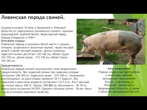 Ливенская порода свиней. Создана в начале 19 века в Орловской и Липецкой областях