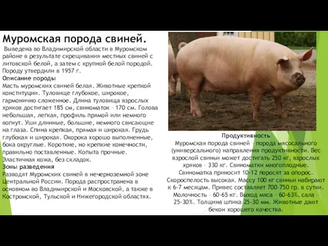 Муромская порода свиней. Выведена во Владимирской области в Муромском районе в результате скрещивания