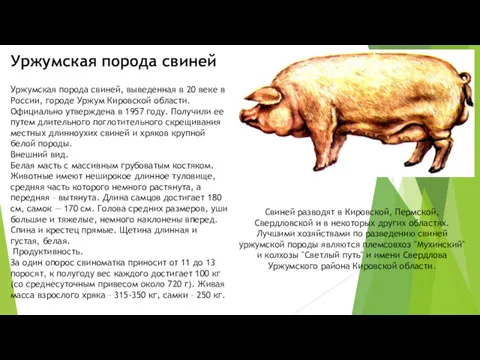 Уржумская порода свиней Уржумская порода свиней, выведенная в 20 веке в России, городе