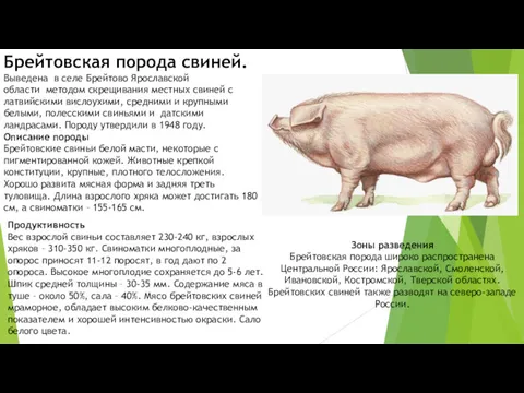 Брейтовская порода свиней. Выведена в селе Брейтово Ярославской области методом скрещивания местных свиней
