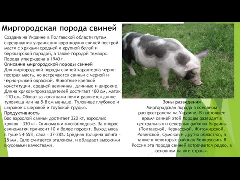 Создана на Украине в Полтавской области путем скрещивания украинских короткоухих свиней пестрой масти