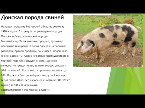 Донская порода свиней Молодая порода из Ростовской области, родом из 1980-х годов. Это