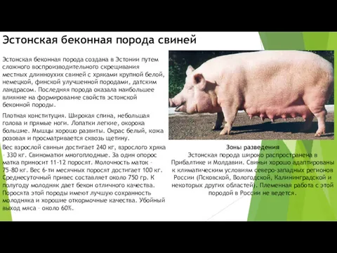 Эстонская беконная порода свиней Эстонская беконная порода создана в Эстонии путем сложного воспроизводительного