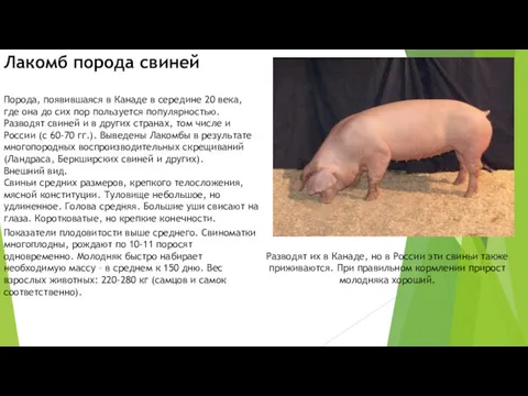 Лакомб порода свиней Порода, появившаяся в Канаде в середине 20 века, где она