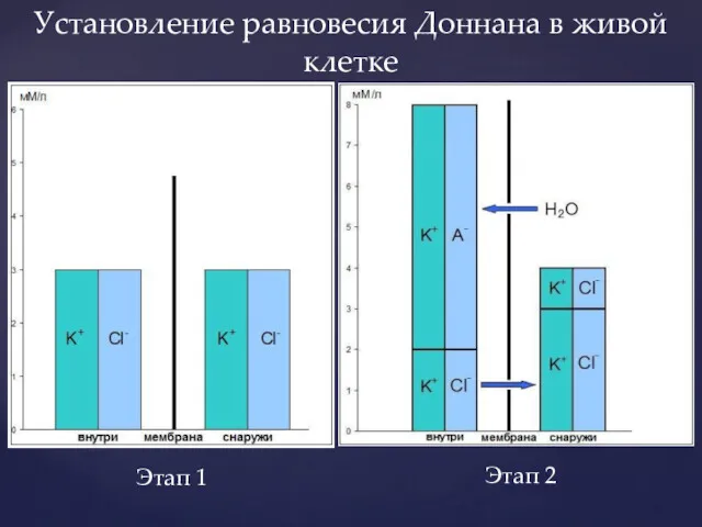 Установление равновесия Доннана в живой клетке Этап 1 Этап 2