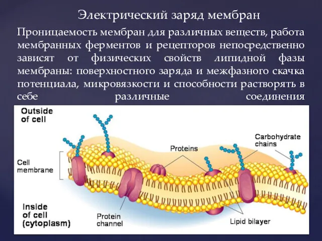 Проницаемость мембран для различных веществ, работа мембранных ферментов и рецепторов