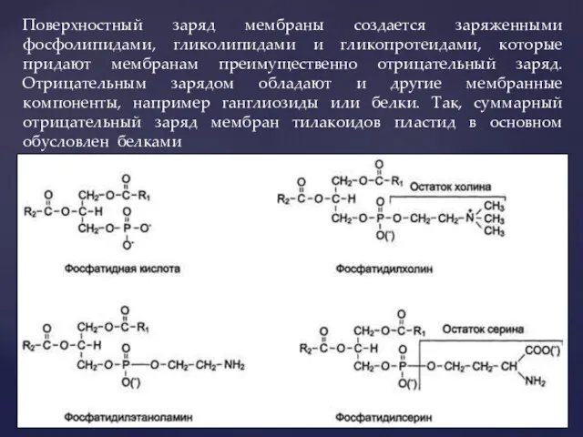 Поверхностный заряд мембраны создается заряженными фосфолипидами, гликолипидами и гликопротеидами, которые