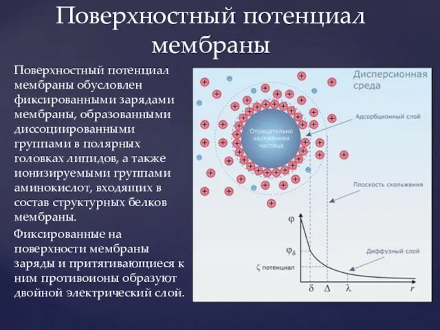 Поверхностный потенциал мембраны обусловлен фиксированными зарядами мембраны, образованными диссоциированными группами