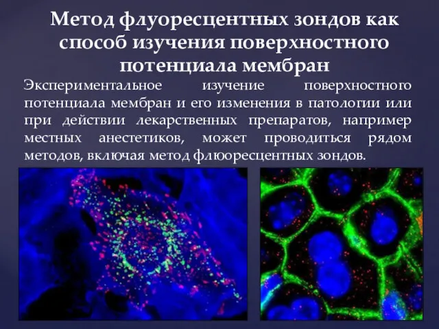 Экспериментальное изучение поверхностного потенциала мембран и его изменения в патологии