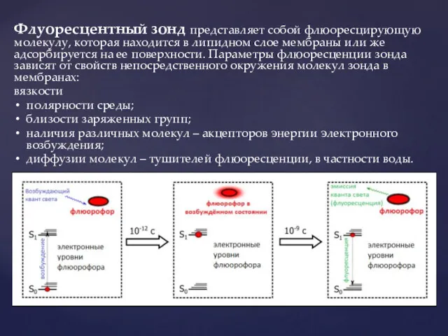 Флуоресцентный зонд представляет собой флюоресцирующую молекулу, которая находится в липидном